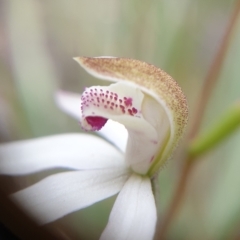 Caladenia moschata at Cook, ACT - suppressed