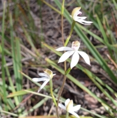 Caladenia moschata at Cook, ACT - suppressed