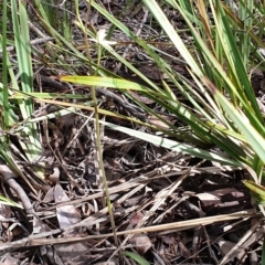 Caladenia moschata at Cook, ACT - suppressed