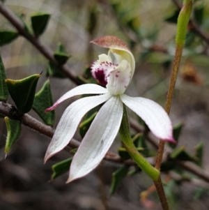 Caladenia moschata at Cook, ACT - suppressed