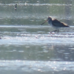 Limosa lapponica (Bar-tailed Godwit) at Leeton, NSW - 30 Sep 2017 by Liam.m