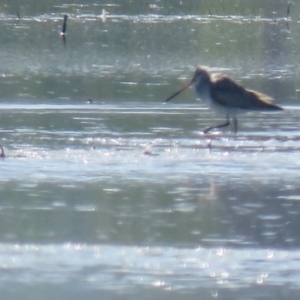 Limosa lapponica at Leeton, NSW - 1 Oct 2017