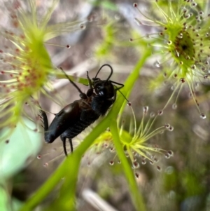 Grylloidea (superfamily) at Murrumbateman, NSW - 10 Oct 2021