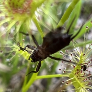 Grylloidea (superfamily) at Murrumbateman, NSW - 10 Oct 2021