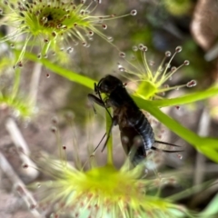 Grylloidea (superfamily) at Murrumbateman, NSW - 10 Oct 2021