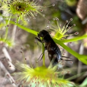 Grylloidea (superfamily) at Murrumbateman, NSW - 10 Oct 2021