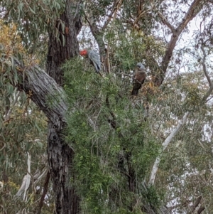 Callocephalon fimbriatum at Currawang, NSW - 13 Oct 2021