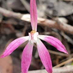 Caladenia fuscata (Dusky Fingers) at Cook, ACT - 14 Oct 2021 by drakes