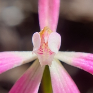 Caladenia fuscata at Cook, ACT - suppressed