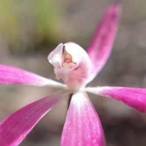 Caladenia fuscata at Cook, ACT - suppressed