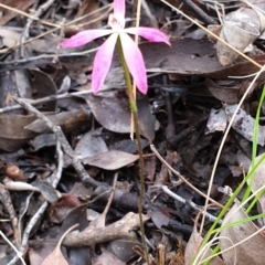 Caladenia fuscata at Cook, ACT - suppressed