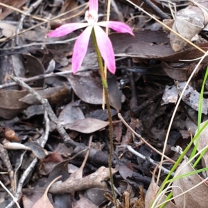 Caladenia fuscata at Cook, ACT - suppressed