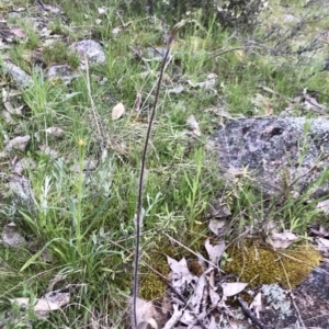 Caladenia atrovespa at Kambah, ACT - suppressed