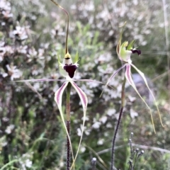 Caladenia atrovespa (Green-comb Spider Orchid) at Mount Taylor - 15 Oct 2021 by PeterR