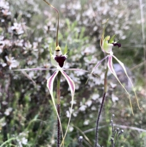 Caladenia atrovespa at Kambah, ACT - 15 Oct 2021