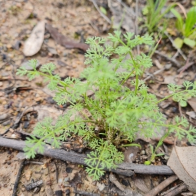 Daucus glochidiatus (Australian Carrot) at Isaacs Ridge and Nearby - 15 Oct 2021 by Mike