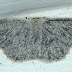 Scopula (genus) (A wave moth (Sterrhinae)) at Ainslie, ACT - 13 Oct 2021 by jb2602