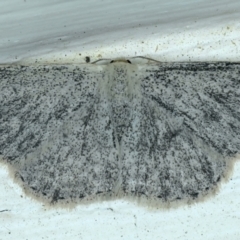 Scopula (genus) (A wave moth) at Ainslie, ACT - 13 Oct 2021 by jb2602