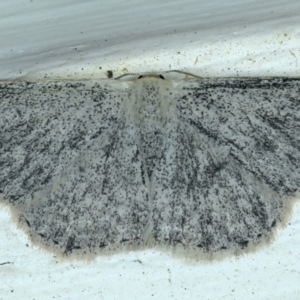 Scopula (genus) at Ainslie, ACT - 13 Oct 2021 09:37 PM