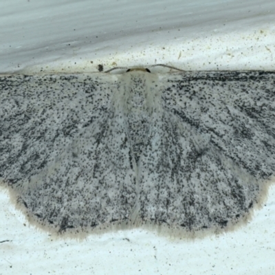 Scopula (genus) (A wave moth (Sterrhinae)) at Ainslie, ACT - 13 Oct 2021 by jb2602