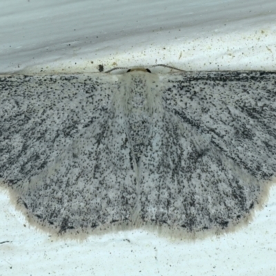 Scopula (genus) (A wave moth) at Ainslie, ACT - 13 Oct 2021 by jb2602