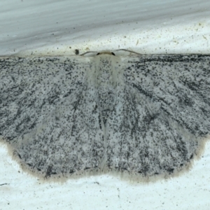 Scopula (genus) at Ainslie, ACT - 13 Oct 2021