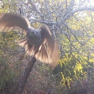 Accipiter fasciatus (Brown Goshawk) at Mongarlowe River - 9 Sep 2021 by LisaH