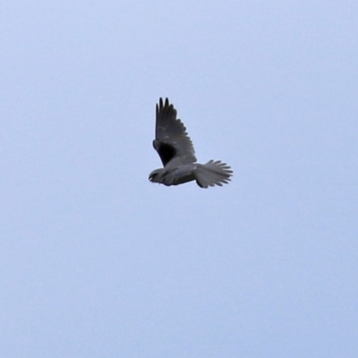 Elanus axillaris (Black-shouldered Kite) at Jerrabomberra Wetlands - 15 Oct 2021 by RodDeb