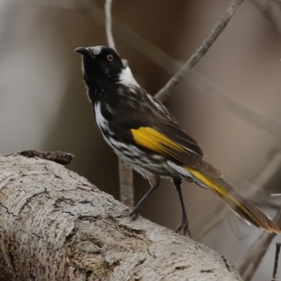 Phylidonyris niger X novaehollandiae (Hybrid) (White-cheeked X New Holland Honeyeater (Hybrid)) at Fyshwick, ACT - 15 Oct 2021 by RodDeb