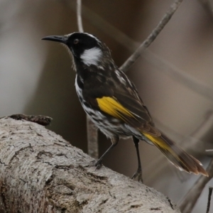 Phylidonyris niger X novaehollandiae (Hybrid) at Fyshwick, ACT - 15 Oct 2021