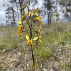 Diuris semilunulata (Late Leopard Orchid) at Goorooyarroo NR (ACT) - 13 Oct 2021 by milliekss