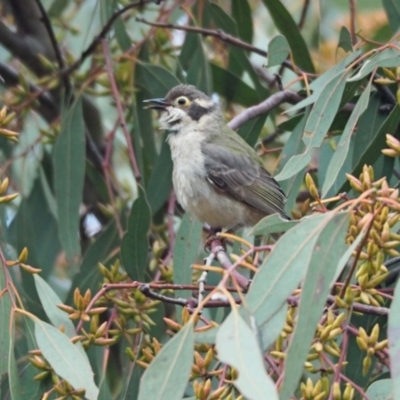 Melithreptus brevirostris (Brown-headed Honeyeater) at Coree, ACT - 15 Oct 2021 by wombey