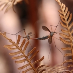 Tipulidae sp. (family) (Unidentified Crane Fly) at QPRC LGA - 15 Oct 2021 by LisaH