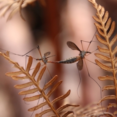 Tipulidae sp. (family) (Unidentified Crane Fly) at Mongarlowe River - 15 Oct 2021 by LisaH