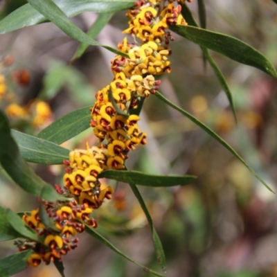 Daviesia mimosoides (Bitter Pea) at Mongarlowe, NSW - 15 Oct 2021 by LisaH