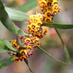 Daviesia mimosoides at Mongarlowe, NSW - 15 Oct 2021