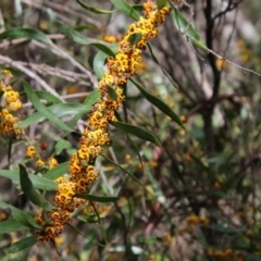 Daviesia mimosoides at Mongarlowe, NSW - suppressed