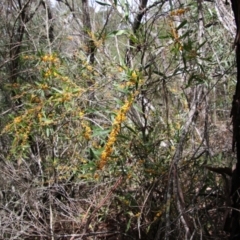 Daviesia mimosoides at Mongarlowe, NSW - suppressed