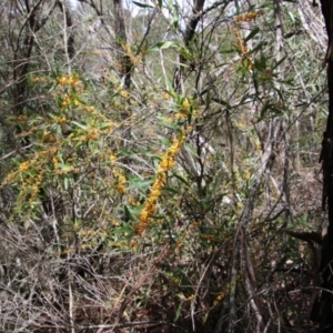 Daviesia mimosoides at Mongarlowe, NSW - suppressed