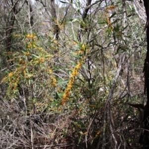Daviesia mimosoides at Mongarlowe, NSW - 15 Oct 2021