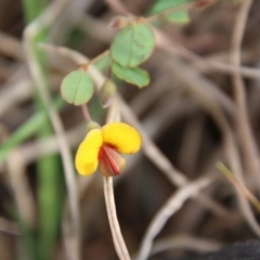 Bossiaea prostrata (Creeping Bossiaea) at Mongarlowe, NSW - 15 Oct 2021 by LisaH