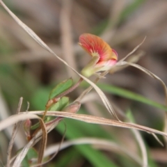 Bossiaea prostrata at Mongarlowe, NSW - suppressed