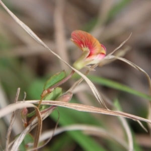 Bossiaea prostrata at Mongarlowe, NSW - suppressed