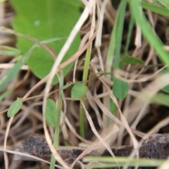 Bossiaea prostrata at Mongarlowe, NSW - suppressed