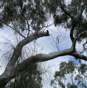 Callocephalon fimbriatum at Hackett, ACT - suppressed