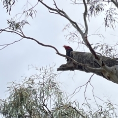 Callocephalon fimbriatum at Hackett, ACT - 16 Oct 2021