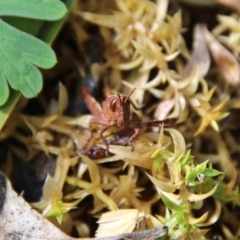 Acrididae sp. (family) (Unidentified Grasshopper) at Mongarlowe River - 15 Oct 2021 by LisaH