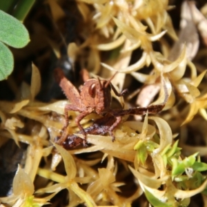 Acrididae sp. (family) at Mongarlowe, NSW - suppressed