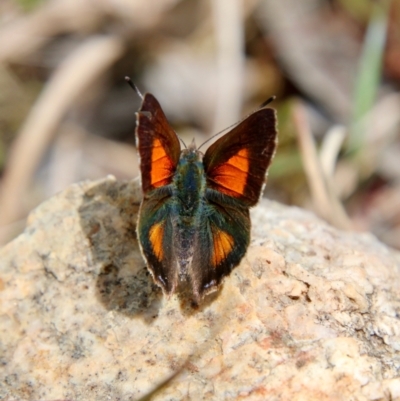 Paralucia aurifera (Bright Copper) at Mongarlowe River - 15 Oct 2021 by LisaH