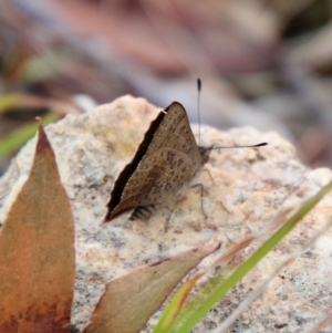 Paralucia aurifera at Mongarlowe, NSW - 15 Oct 2021